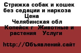Стрижка собак и кошек без седации и наркоза! › Цена ­ 100 - Челябинская обл., Копейск г. Животные и растения » Услуги   